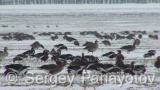 Video of Red-breasted goose - Red-breasted Goose eating grass in winter snow fields